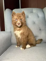 Jacob, a male Siberian Husky for sale in Kingsport, TN – 2 of 7