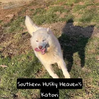 Jacob, a male Siberian Husky for sale in Kingsport, TN – 7 of 7