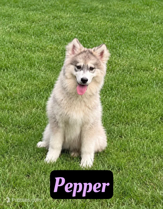 Pepper – Siberian Husky puppy for sale in Kingsport, TN