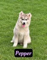 Pepper, a female Siberian Husky for sale in Kingsport, TN – 1 of 4