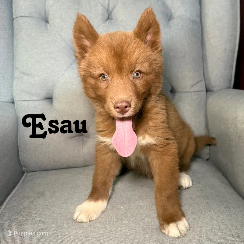 Esau – Siberian Husky puppy for sale in Kingsport, TN