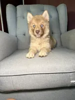 Sarah, a female Siberian Husky for sale in Kingsport, TN – 5 of 8