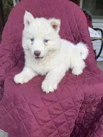 Theodore, a male Siberian Husky for sale in Kingsport, TN – 2 of 3