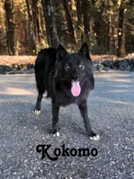 Esau, a male Siberian Husky for sale in Kingsport, TN – 2 of 5