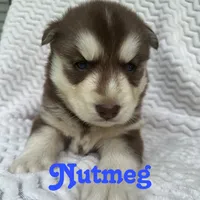 Nutmeg, a male Siberian Husky for sale in Kingsport, TN – 1 of 3