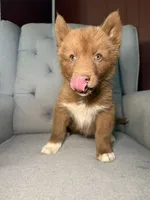 Esau, a male Siberian Husky for sale in Kingsport, TN – 4 of 5