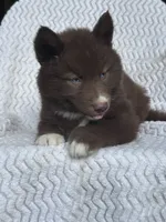 Washington, a male Siberian Husky for sale in Kingsport, TN – 3 of 4