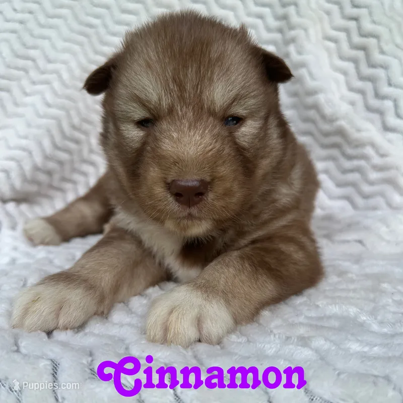 Cinnamon – Siberian Husky puppy for sale in Kingsport, TN