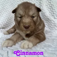 Cinnamon, a female Siberian Husky for sale in Kingsport, TN – 1 of 2