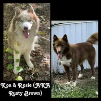 Theodore, a male Siberian Husky for sale in Kingsport, TN – 3 of 3