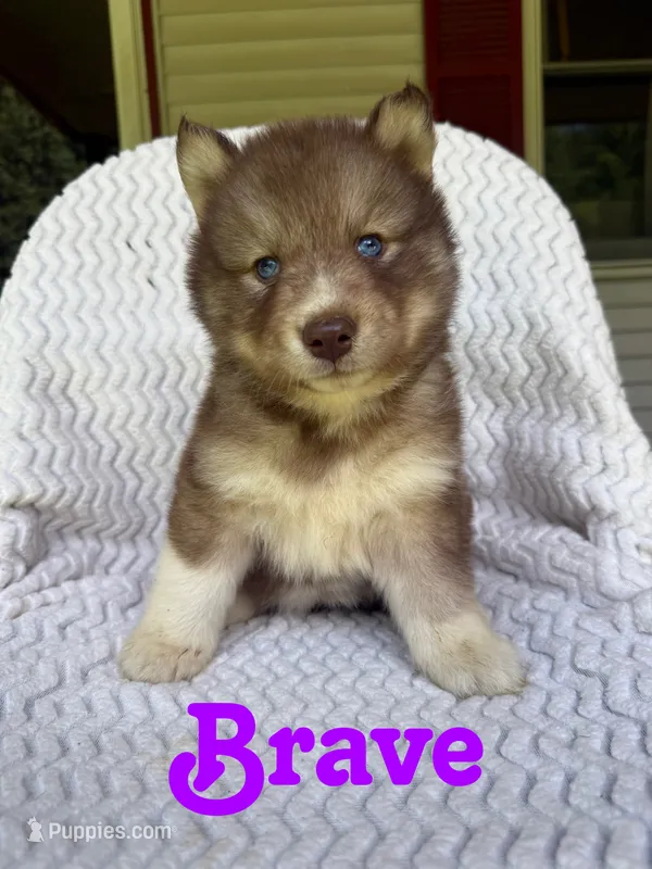 Brave – Siberian Husky puppy for sale in Kingsport, TN