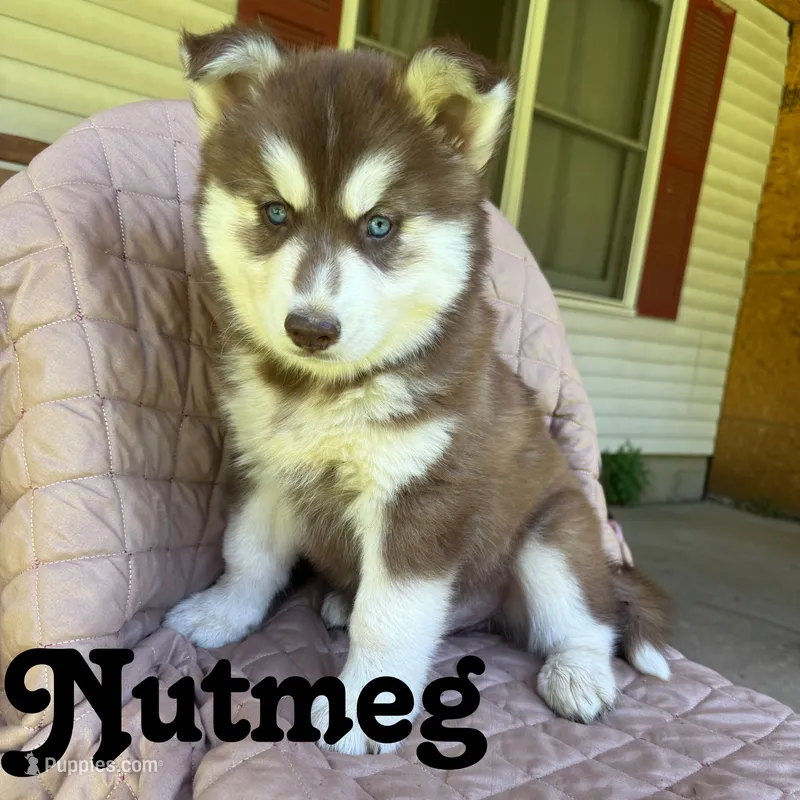 Nutmeg – Siberian Husky puppy for sale in Kingsport, TN