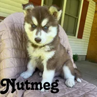 Nutmeg, a male Siberian Husky for sale in Kingsport, TN – 1 of 4