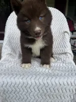 Washington, a male Siberian Husky for sale in Kingsport, TN – 2 of 4