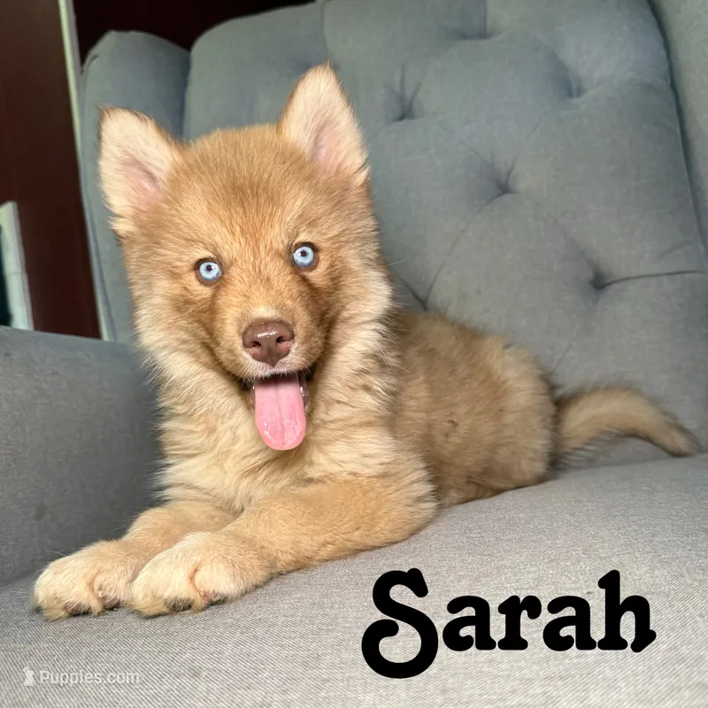 Sarah – Siberian Husky puppy for sale in Kingsport, TN