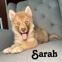 Sarah, a female Siberian Husky for sale in Kingsport, TN – 1 of 8