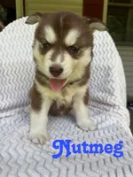 Nutmeg, a male Siberian Husky for sale in Kingsport, TN – 2 of 3