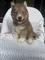 Brave, a female Siberian Husky for sale in Kingsport, TN – 2 of 3