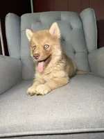 Sarah, a female Siberian Husky for sale in Kingsport, TN – 6 of 8