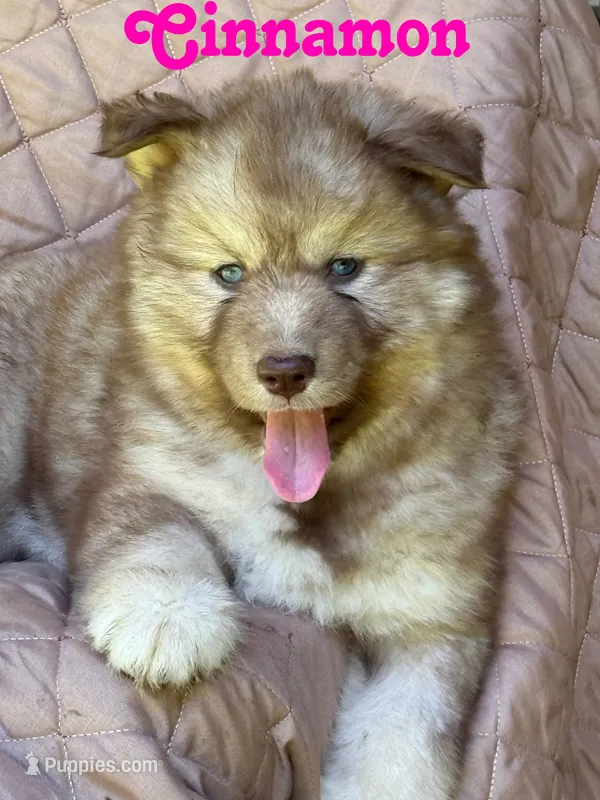 Cinnamon – Siberian Husky puppy for sale in Kingsport, TN