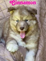 Cinnamon, a female Siberian Husky for sale in Kingsport, TN – 1 of 4