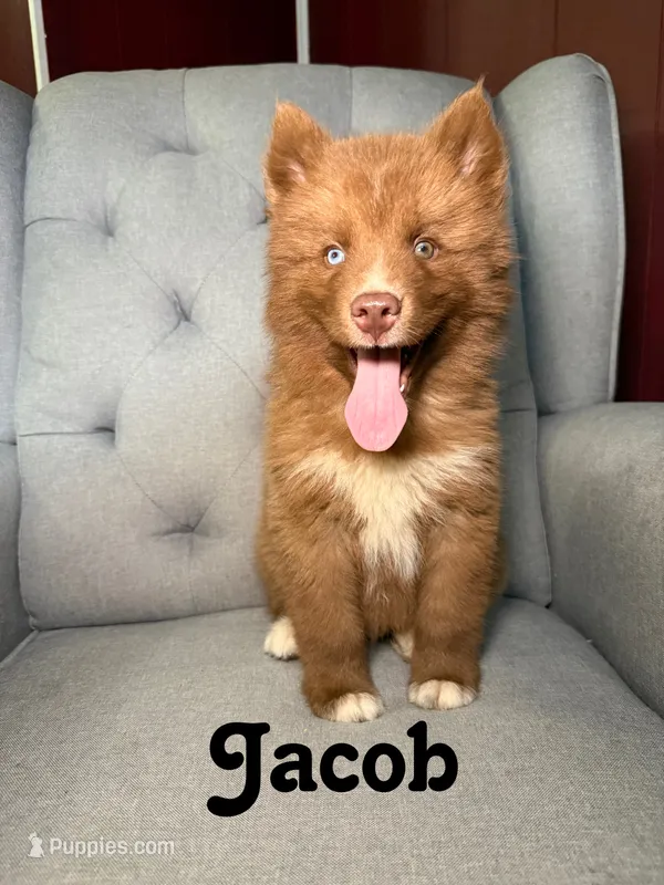 Jacob – Siberian Husky puppy for sale in Kingsport, TN