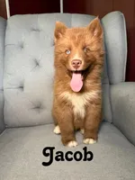Jacob, a male Siberian Husky for sale in Kingsport, TN – 1 of 7