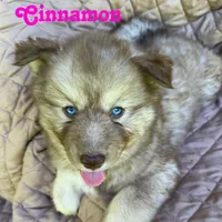 Cinnamon, a female Siberian Husky for sale in Kingsport, TN – 4 of 4