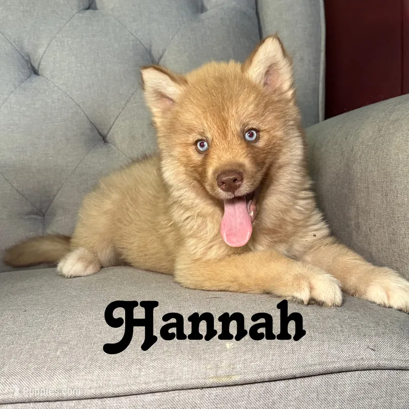 Hannah – Siberian Husky puppy for sale in Kingsport, TN