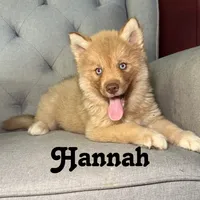 Hannah, a female Siberian Husky for sale in Kingsport, TN – 1 of 7
