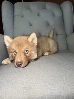 Sarah, a female Siberian Husky for sale in Kingsport, TN – 4 of 8