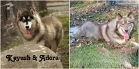 Nutmeg, a male Siberian Husky for sale in Kingsport, TN – 3 of 3