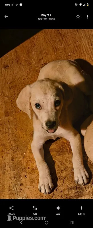 Male – Black Mouth Cur puppy for sale in DeLand Southwest, FL