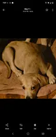 Male, a male Black Mouth Cur for sale in DeLand Southwest, FL – 1 of 1