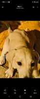 Male, a male Black Mouth Cur for sale in DeLand Southwest, FL – 1 of 1