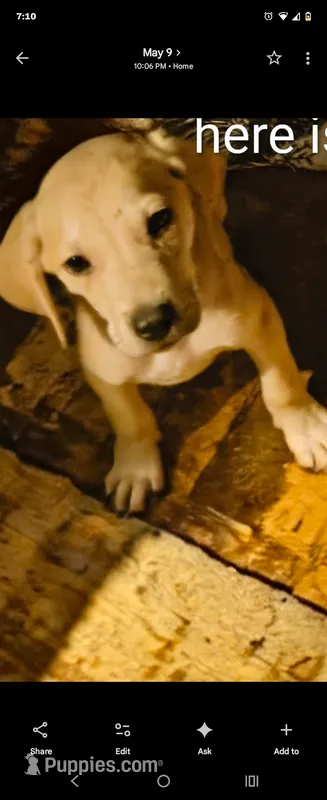 Male – Black Mouth Cur puppy for sale in DeLand Southwest, FL