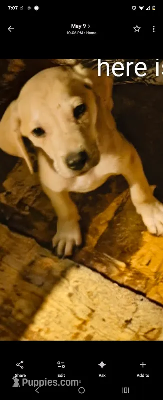 Male – Black Mouth Cur puppy for sale in DeLand Southwest, FL