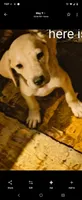 Male, a male Black Mouth Cur for sale in DeLand Southwest, FL – 1 of 1
