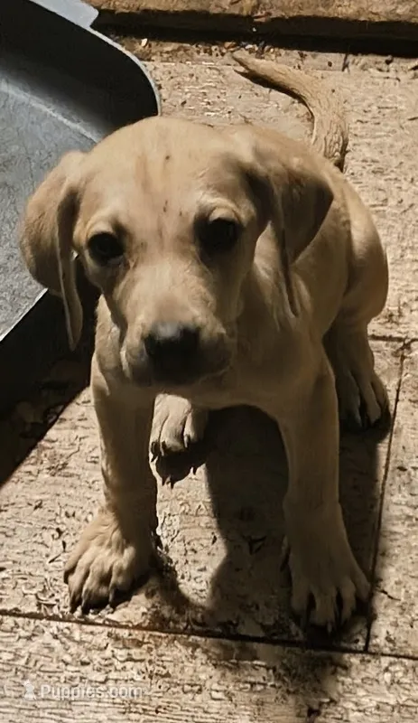 Male – Black Mouth Cur puppy for sale in DeLand Southwest, FL