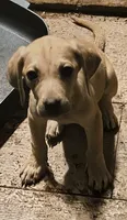 Male, a male Black Mouth Cur for sale in DeLand Southwest, FL – 1 of 1