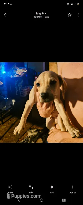 Female – Black Mouth Cur puppy for sale in DeLand Southwest, FL