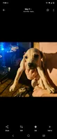 Female, a female Black Mouth Cur for sale in DeLand Southwest, FL – 1 of 1