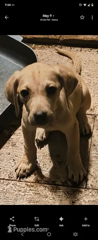 Male – Black Mouth Cur puppy for sale in DeLand Southwest, FL