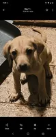 Male, a male Black Mouth Cur for sale in DeLand Southwest, FL – 1 of 1