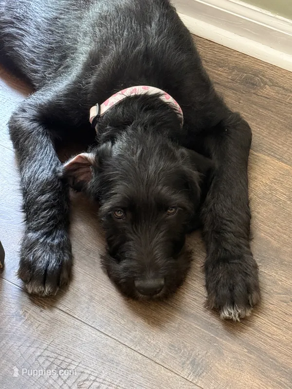 Poppy – Great Dane, Sheepadoodle puppy for sale in Egg Harbor City, NJ