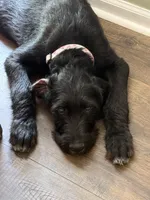 Poppy, a female Great Dane and Sheepadoodle for sale in Egg Harbor City, NJ – 1 of 7