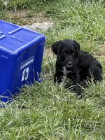 Dill, a male Great Dane and Sheepadoodle for sale in Egg Harbor City, NJ – Photo 2 of 5