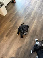 Dill, a male Great Dane and Sheepadoodle for sale in Egg Harbor City, NJ – Photo 4 of 5