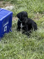Dill, a male Great Dane and Sheepadoodle for sale in Egg Harbor City, NJ – Photo 3 of 5