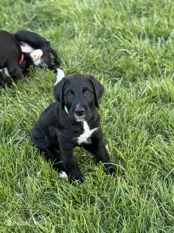 Dill – Great Dane, Sheepadoodle puppy for sale in Egg Harbor City, NJ